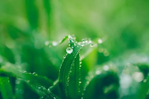 Water drops on leaf for background Stock Photos