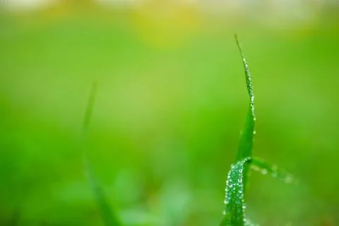 Water drops on leaf for background Stock Photos