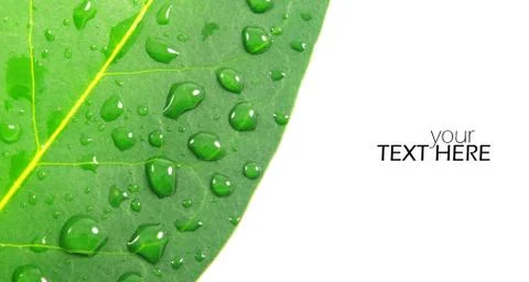 Water drops on leaf with the copy space Stock Photos