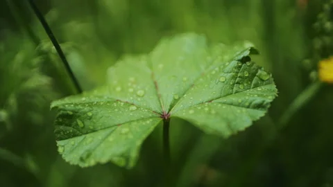 Water drops on a leaf. dolly shot Stock Footage 130906038