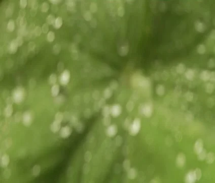 Water Drops on Leaf Video stock 1103785