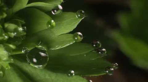 Water drops on leaf Vídeo Stock 15788137