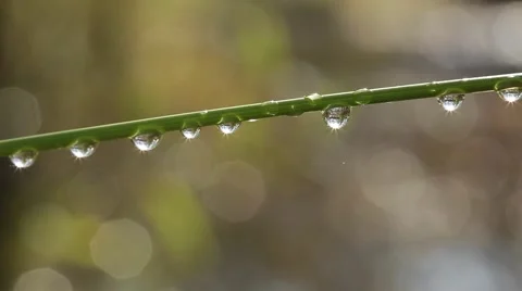Water Drops on Leaf Stock Footage 42110993