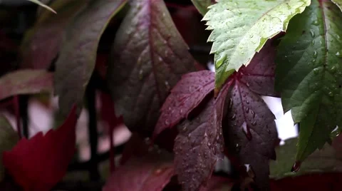 Water drops leaf 動画素材 68535093