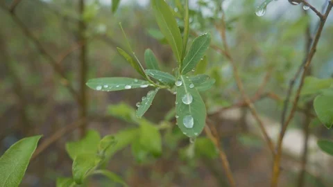 Water drops on a leaf Stock Footage 107742202