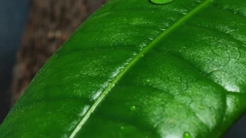 Water drops on Leaf 動画素材 186586890