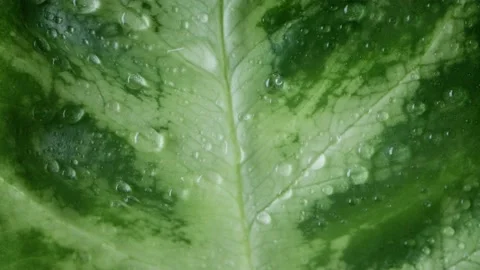 Water Drops on a Leaf Stock Footage 237266629