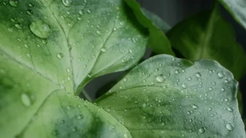 Water Drops on a Leaf Video stock 237271359