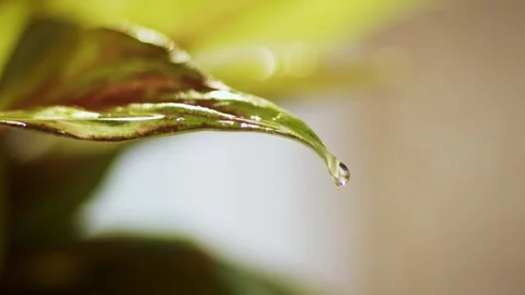 Water drops from a leaf in the garden Stock Footage 260169299