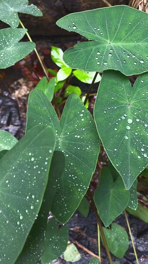 Water drops on a leaf, leaf, water, nature, rain, plant, dew, drop, Stock Footage 236935776