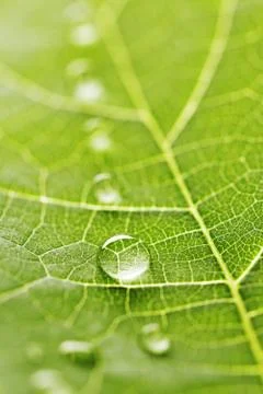 Water drops on leaf macro Stock Photos