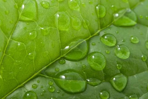 Water drops on a leaf Stock Photos