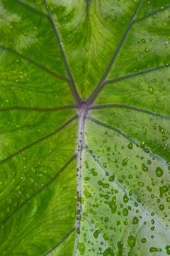Water drops on leaf Stock Photos