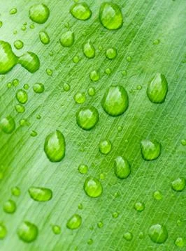 Water drops on leaf Stock Photos