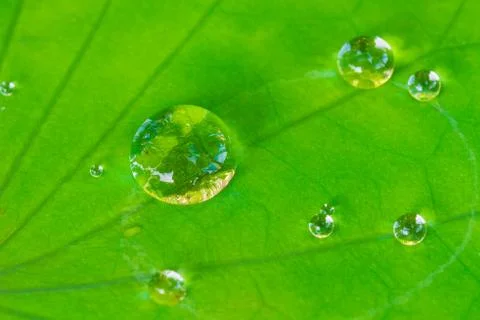 Water drops on leaf Stock Photos