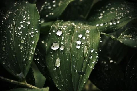 Water drops on a leaf Stock Photos