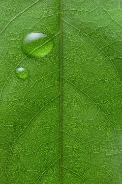 Water drops on leaf Stock Photos