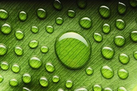 Water drops on leaf Stock Photos
