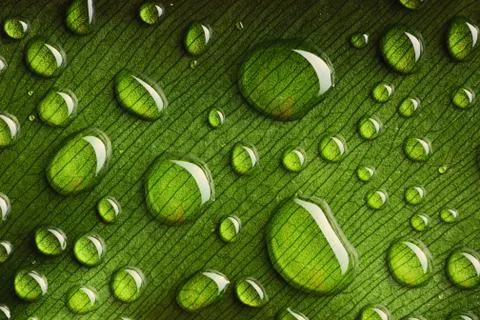 Water drops on leaf Stock Photos