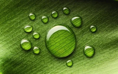 Water drops on leaf Stock Photos