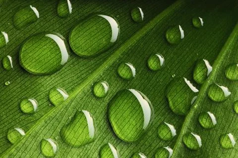 Water drops on leaf Stock Photos