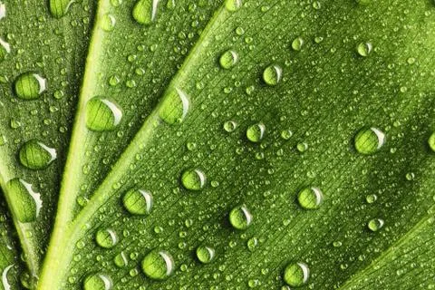 Water drops on leaf Stock Photos