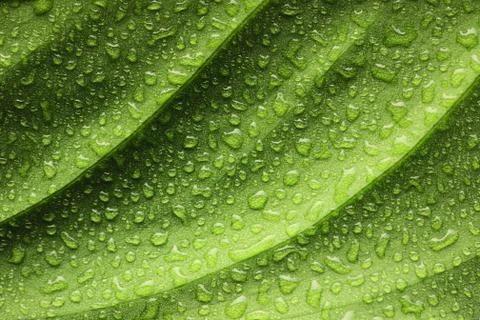 Water drops on leaf Stock Photos