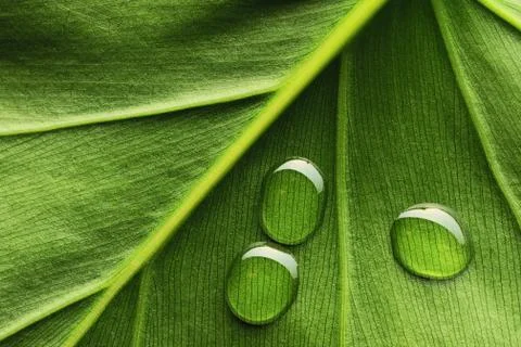 Water drops on leaf Stock Photos