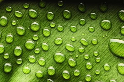 Water drops on leaf Stock Photos