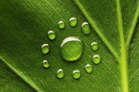 Water drops on leaf Stock Photos