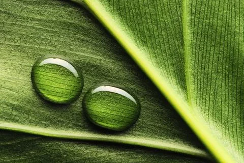 Water drops on leaf Stock Photos