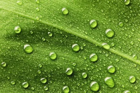 Water drops on leaf Stock Photos