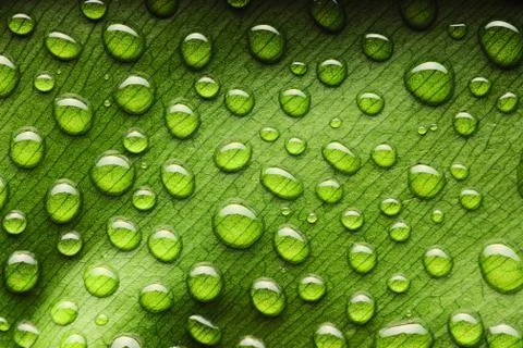 Water drops on leaf Stock Photos