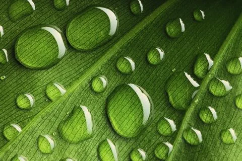 Water drops on leaf Foto stock