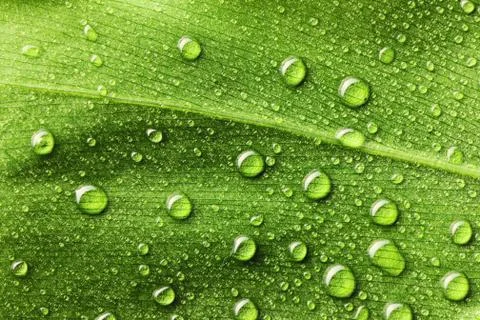 Water drops on leaf Stock Photos
