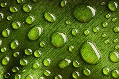 Water drops on leaf Stock Photos