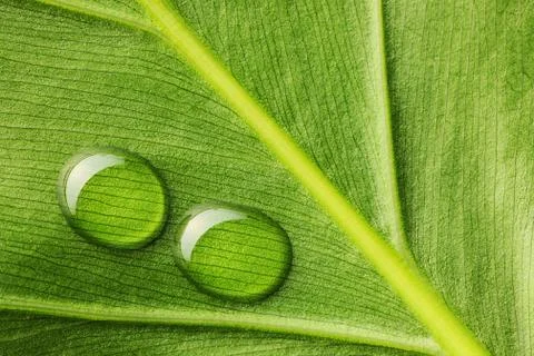 Water drops on leaf Stock Photos