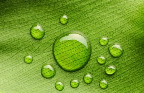 Water drops on leaf Stock Photos