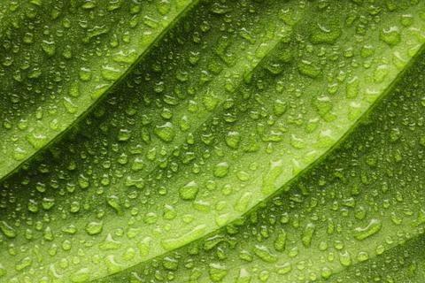 Water drops on leaf Stock Photos