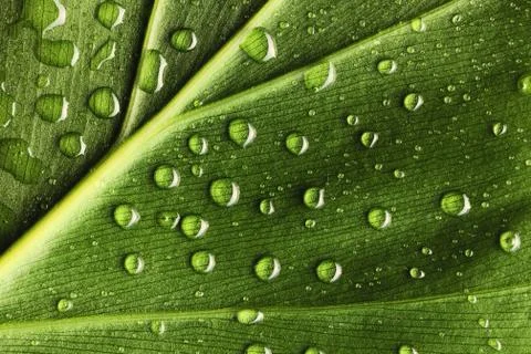 Water drops on leaf Stock Photos