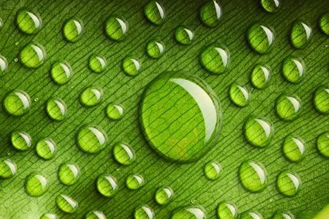 Water drops on leaf Stock Photos