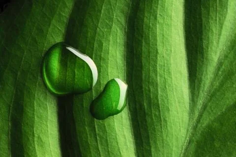 Water drops on leaf Stock Photos
