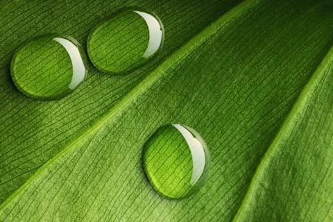 Water drops on leaf Stock Photos