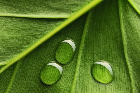 Water drops on leaf Stock Photos