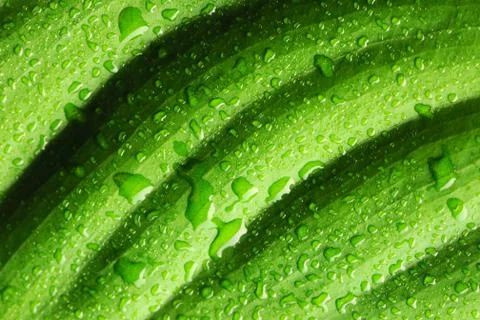 Water drops on leaf Stock Photos