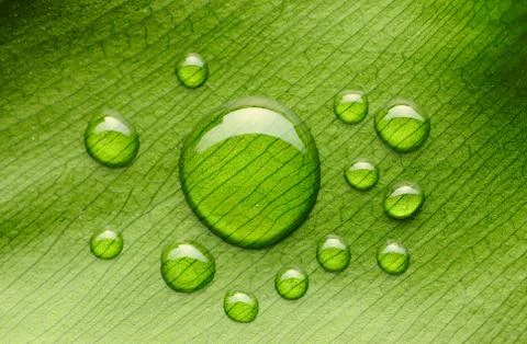 Water drops on leaf Stock Photos