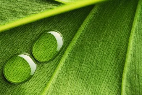 Water drops on leaf Stock Photos