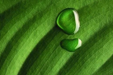 Water drops on leaf Stock Photos
