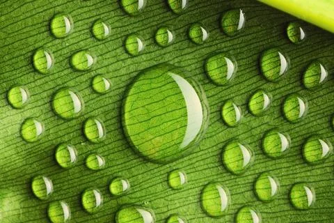 Water drops on leaf Stock Photos