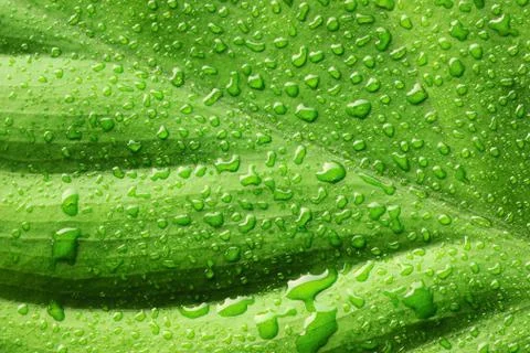Water drops on leaf Stock Photos